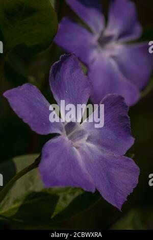 Eine Nahaufnahme von purpurnen Periwinklen (Vinca Major), die bei Lackford Lakes in Suffolk zusammenwachsen Stockfoto