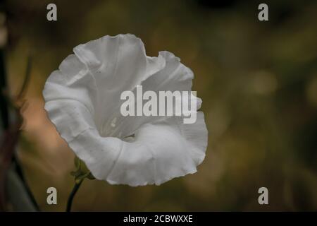 Die große weiße Blume des Heckenbindenwedes (Calystegia sepium) wächst bei Lackford Lakes, Suffolk Stockfoto