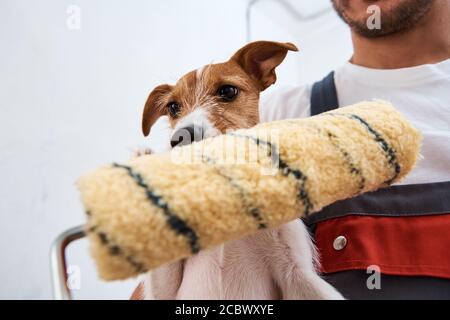 Mann mit Hund macht Renovierungsarbeiten im Zimmer. Gute Beziehung zwischen einem Hund und seinem Besitzer Stockfoto