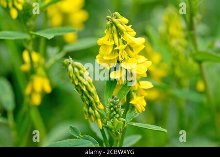 Gewöhnlicher Melilot (Melilotus officinalis), manchmal auch gerippter Melilot genannt, zeigt den Blütenkopf, während er zu blühen beginnt. Stockfoto