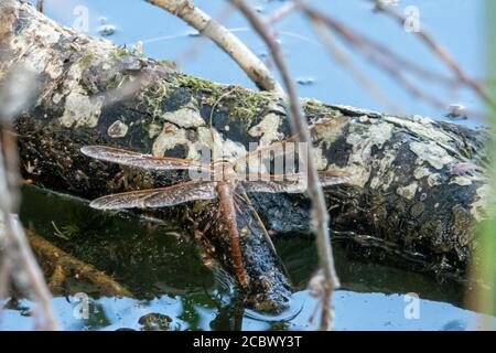 Eine große braune Libelle sitzt auf einem Ast in der Wasser und legt Eier in das Wasser Stockfoto