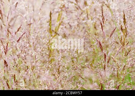 Ein abstraktes Bild eines einzelnen blühenden Grases, das auf einer Wiese wächst. Stockfoto
