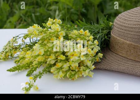 Sommerkomposition. Ein Bouquet von wilden Blumen snapdragon und Frauen Sonnenhut. Stockfoto