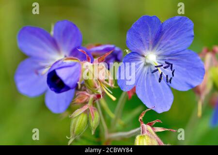 Wiese Kranichschnabel (Geranium pratense), Nahaufnahme der leuchtend blauen Blüten der Pflanze. Stockfoto