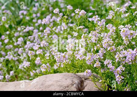 Sea Rocket (cakile maritima), Nahaufnahme einer Masse von Blütenköpfen, die an der hohen Wassermarke am Strand wachsen. Stockfoto