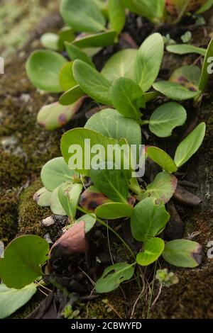 Bergenia Badan Blätter wachsen auf steinigem Boden Stockfoto