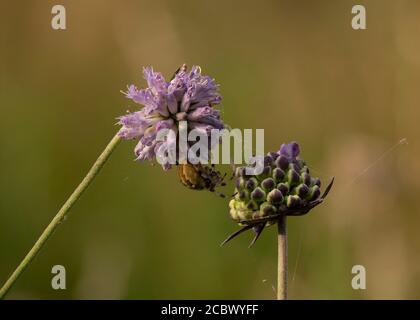 Orb Weaver (Araneus quadratus) auf dem Feld scabious, Kirconnel Flow NNR, Dumfries, SW Scotland, Stockfoto