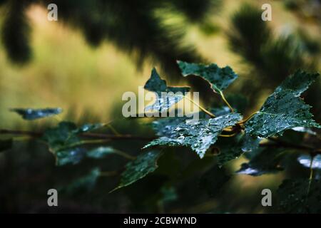 Nass nach dem Regen Birkenblätter im Wald Stockfoto