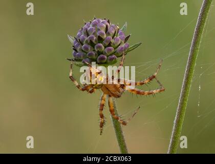 Orb Weaver (Araneus quadratus) auf dem Feld scabious, Kirconnel Flow NNR, Dumfries, SW Scotland, Stockfoto