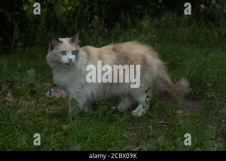 Eine charmante sibirische Katze spaziert auf dem grünen Gras. Haustier Stockfoto