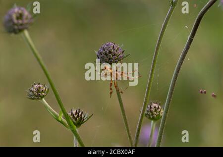 Orb Weaver (Araneus quadratus) auf dem Feld scabious, Kirconnel Flow NNR, Dumfries, SW Scotland, Stockfoto