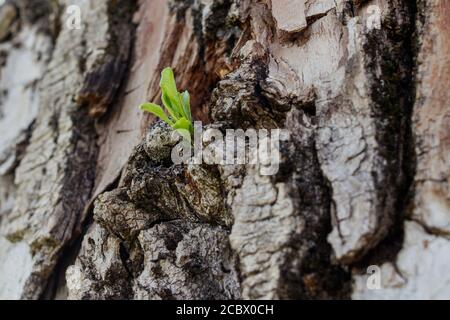 Neues Lebenskonzept. Aus dem Stamm eines alten Pappelbaums taucht ein kleiner Sprossen auf. Stockfoto