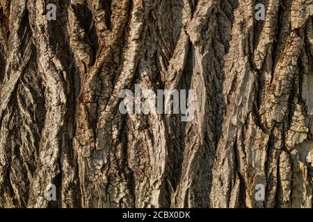 Tief rissige Rinde einer alten Pappel von grauen und braunen Schattierungen. Stockfoto