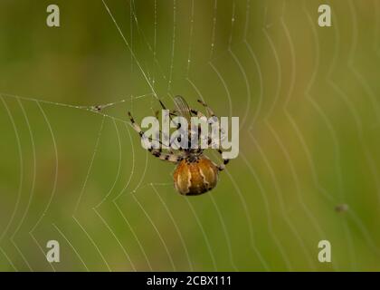 Orb Weaver mit vier Punkten (Araneus quadratus), der eine Fliege einwickelt, Kirconnel Flow NNR, Dumfries, SW Schottland Stockfoto