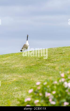 Schwanengans stehen auf dem Hügel Stockfoto