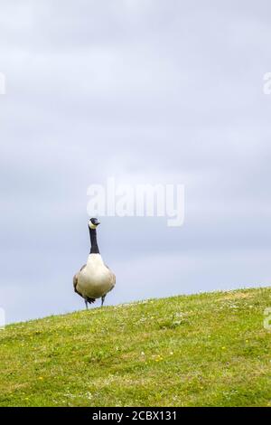 Schwanengans stehen auf dem Hügel Stockfoto