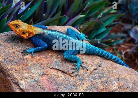 Bunte Rock Agama Eidechse sonnen sich auf einem Felsen vorbei Ein Tsavo National Park Spiel in der Nähe von VOI im Süden Kenias Stockfoto