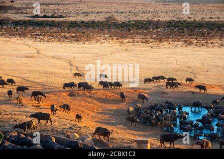 Migration eines Gruppenportraits von afrikanischen Büffeln Syncerus-Kafferherde, die vor der VOI-Lodge tranken, Luftaufnahme, Tsavo East National Park, Kenia Stockfoto