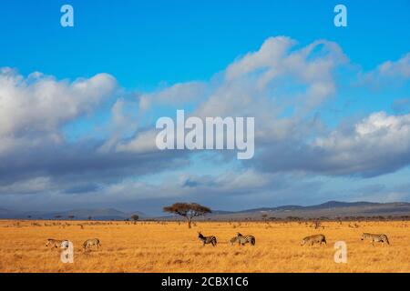Zebras oder Equus quagga Zebra in Tsavo East National Park Kenya Stockfoto