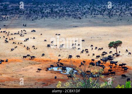 Migration eines Gruppenportraits von afrikanischen Büffeln Syncerus-Kafferherde, die vor der VOI-Lodge tranken, Luftaufnahme, Tsavo East National Park, Kenia Stockfoto