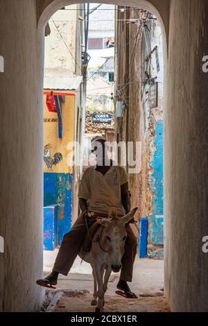 Mann auf einem Esel auf der schmalen Straße der Stadt Lamu auf der Insel Lamu, Kenia. Stockfoto