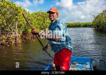 Dhow segelt durch den Makanda Kanal, Lamu Archipel, Kenia. Rote Mangroven entlang der Küste von Manda Island Stockfoto