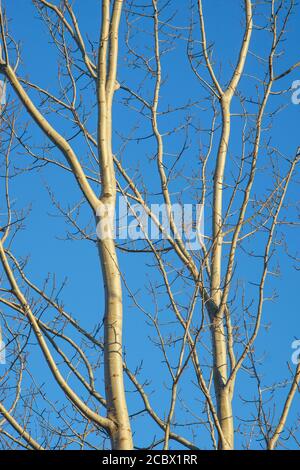 Europäische Espe (Populus Tremula), junge Blätter an einem Baum
