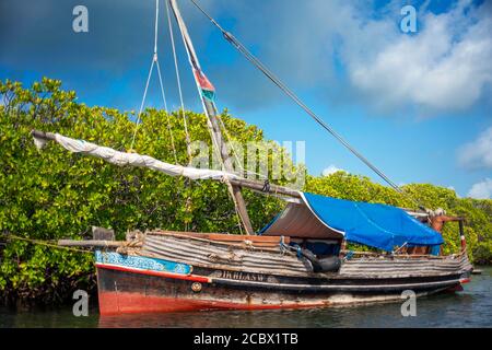 Dhow segelt durch den Makanda Kanal, Lamu Archipel, Kenia. Rote Mangroven entlang der Küste von Manda Island Stockfoto