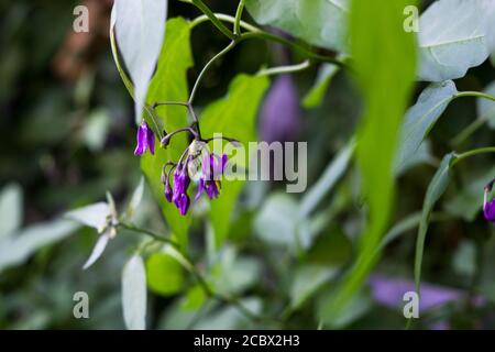 Woody Nachtschatten lila Blüten Solanum dulcamara. Natürlicher grüner Hintergrund Stockfoto