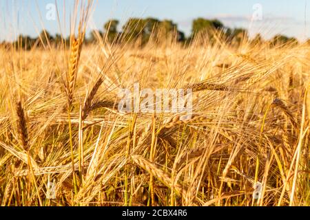 Weizenspikelets, Weizenfelder, Landwirtschaft, russisches Dorf Stockfoto