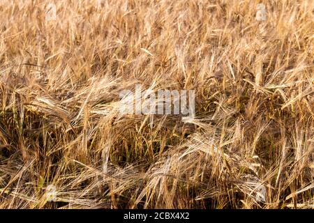 Weizenspikelets, Weizenfelder, Landwirtschaft, russisches Dorf Stockfoto