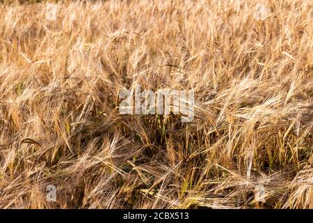 Weizenspikelets, Weizenfelder, Landwirtschaft, russisches Dorf Stockfoto