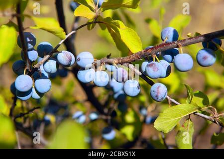 Schlehen Beere wächst auf dem Zweig . Prunus spinosa blühende Pflanze in der Rosenfamilie Rosaceae Stockfoto