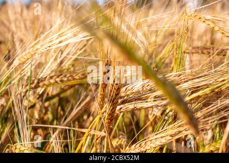 Weizenspikelets, Weizenfelder, Landwirtschaft, russisches Dorf Stockfoto