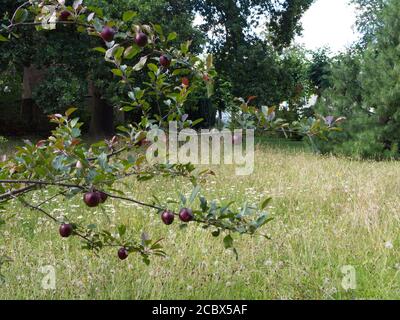 Prunus Domestica. Gartenpflaume. Verdammt. Violett. Reveley Lodge Trust Gardens, Hertfordshire, Großbritannien. Öffentliche Gärten und Haus von historischem Interesse. Stockfoto