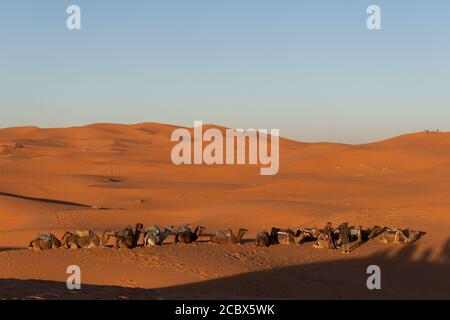 Kamele, die sich bei Sonnenuntergang in der Sahara ausruhen Mit goldenem Sand Stockfoto