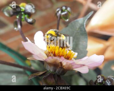 Hummel bedeckt mit Pollen auf einer Dahlia Blume Stockfoto