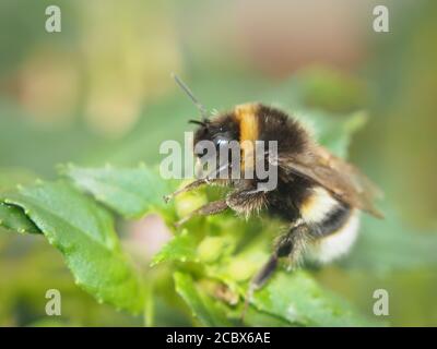 Hummel, die auf einem Dahlia-Blatt ruht Stockfoto