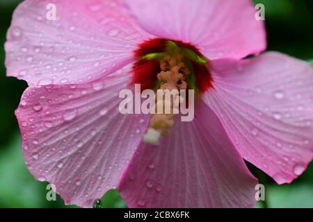Blume von Minerva Rose von Sharon gemeiner Hibiskus rosa althea Wasser tropft nach einem Regen Stockfoto
