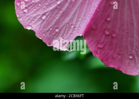 Blume von Minerva Rose von Sharon gemeiner Hibiskus rosa althea Wasser tropft nach einem Regen Stockfoto