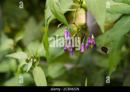 Eine Nahaufnahme einer Hummel, die zu den Blüten des Nachtschattens Solanum dulcamara fliegt. Natürlicher grüner Hintergrund. Stockfoto