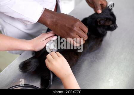 Professionelle schwarze Tierarzt Überprüfung des Gesundheitszustandes der Katze in Anwesenheit der Besitzer, verwenden Stethoskop. In der Klinik Stockfoto