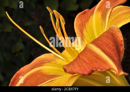 Makro-Bild der lebendigen orange und gelben Taglilienblüte. Fortpflanzungsteile der Blüte deutlich dargestellt – langer Stempel, umgeben von pollenhaltigen Staubgefäßen. Stockfoto