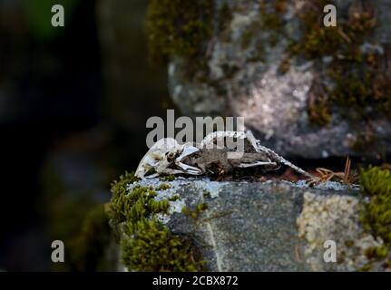 Das Skelett einer Maus oder Ratte auf einem grauen Stein im Sommer Stockfoto