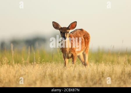 Rotwild beim Blick in die Kamera auf der Great Plains Im Sommer Stockfoto