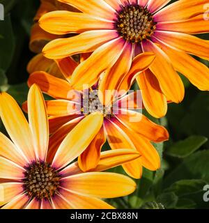 Ein Sommergarten-Makrobild einer afrikanischen Gänseblümchen, Osteospermum purpurne Sonne, auch bekannt als Gänseblümchen, Lancashire, England. 12. August 2020 Stockfoto