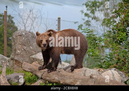 Stockholm, Schweden - 12. August 2020: Braunbär im Freilichtmuseum Skansen in Stockholm. In dieser Saison wurden fünf Bärenjungen geboren. Stockfoto