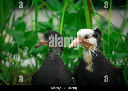 Zwei schöne Babytauben. Es sieht sehr niedlich aus Stockfoto