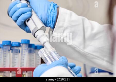 Chemiker oder Wissenschaftler mit blauen Gummihandschuhen, die Proben aus falcone-Röhrchen mit automatischer Pipette entnehmen. Rack mit den Reagenzgläsern auf dem Hintergrund Stockfoto