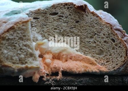 Es gibt eine Menge von Orangenschimmel wächst auf einem Stück Brot. Ekelhaft. Stockfoto